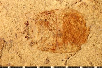 Media type: image;   Entomology PALE-5092